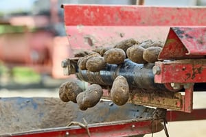 Fresh potatoes rolling off a food processing steel roller